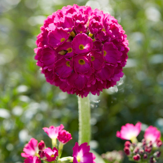 Primula 'Deep Rose'