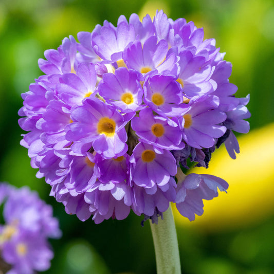 Primula 'Lilac'