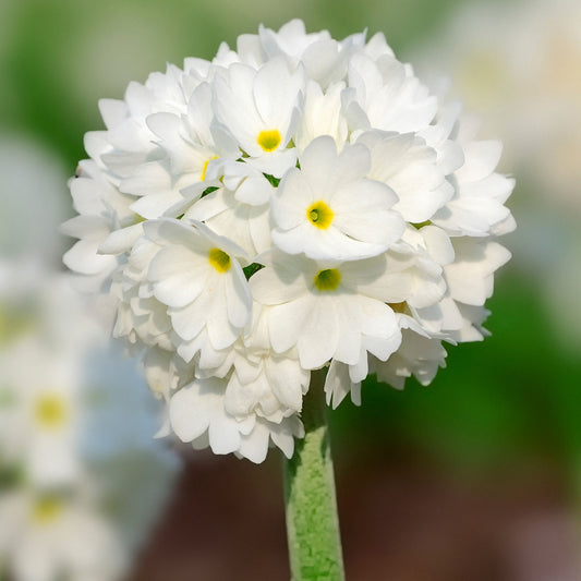 Primula 'White'