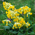 Primula veris