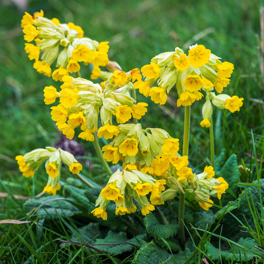Primula veris