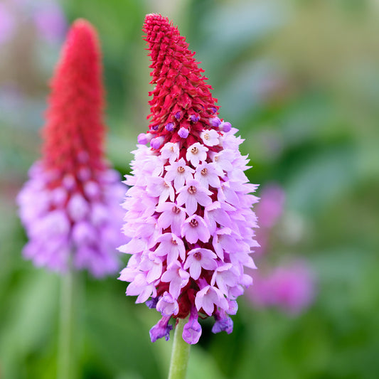 Primula vialii