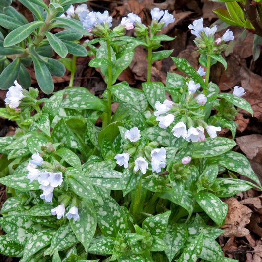 Pulmonaria 'Opal'