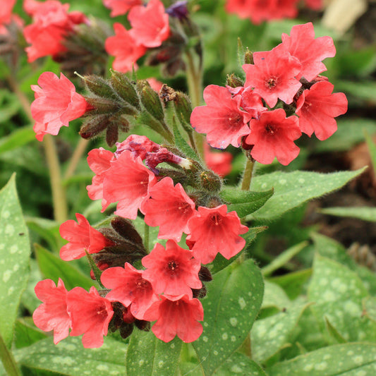 Pulmonaria 'Shrimps on the Barbie'