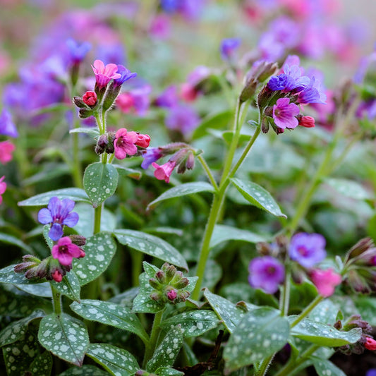 Pulmonaria 'Silver Bouquet'