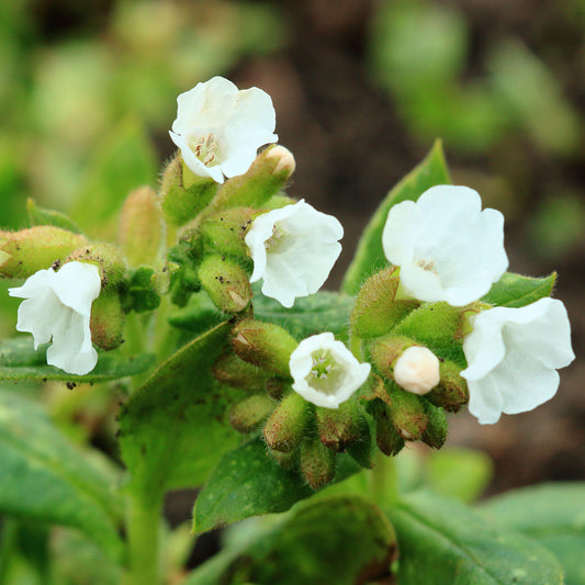 Pulmonaria 'Sissinghurst White'