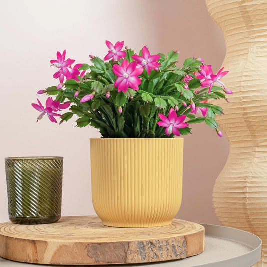 Pink & Purple Christmas Cactus