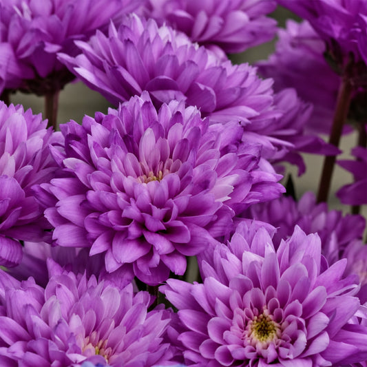 Purple Chrysanthemum