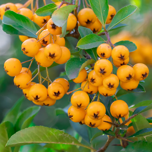 Pyracantha 'Golden Sun'