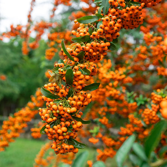 Pyracantha 'Orange Glow'