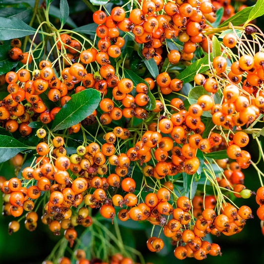 Pyracantha 'Saphyr Orange'