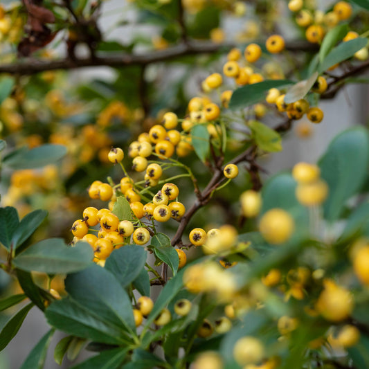 Pyracantha 'Saphyr Yellow'