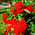 Pyracantha 'Mohave'