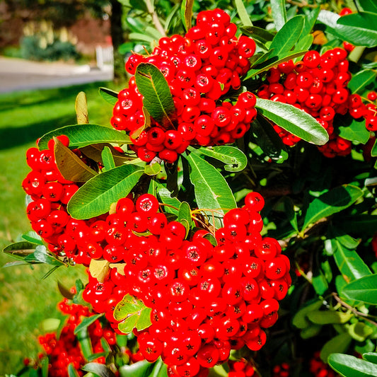 Pyracantha 'Mohave'