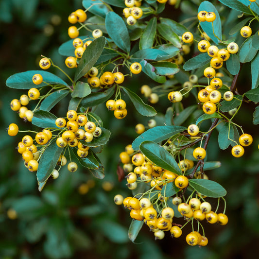 Yellow Firethorn Hedge