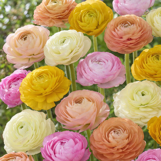 Ranunculus Peony Garden Mix