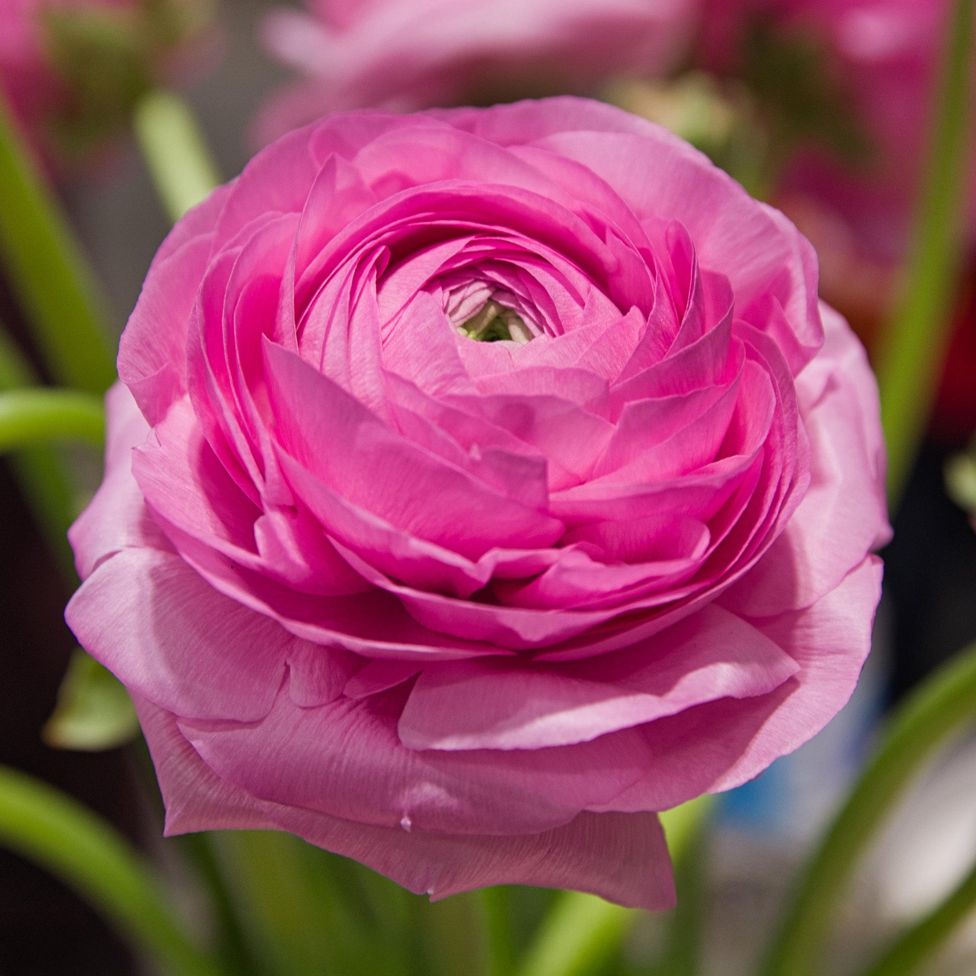 Corms Ranuncula Ranunculus Corms | Ranunculus Bulbs | Gardeners Dream