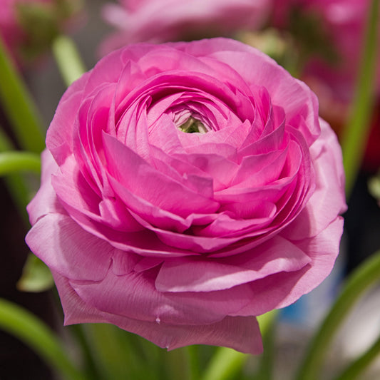 Ranunculus 'Pink'