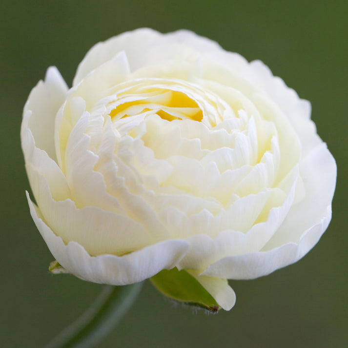 Ranunculus 'White' | Ranunculus Corms – Gardeners Dream