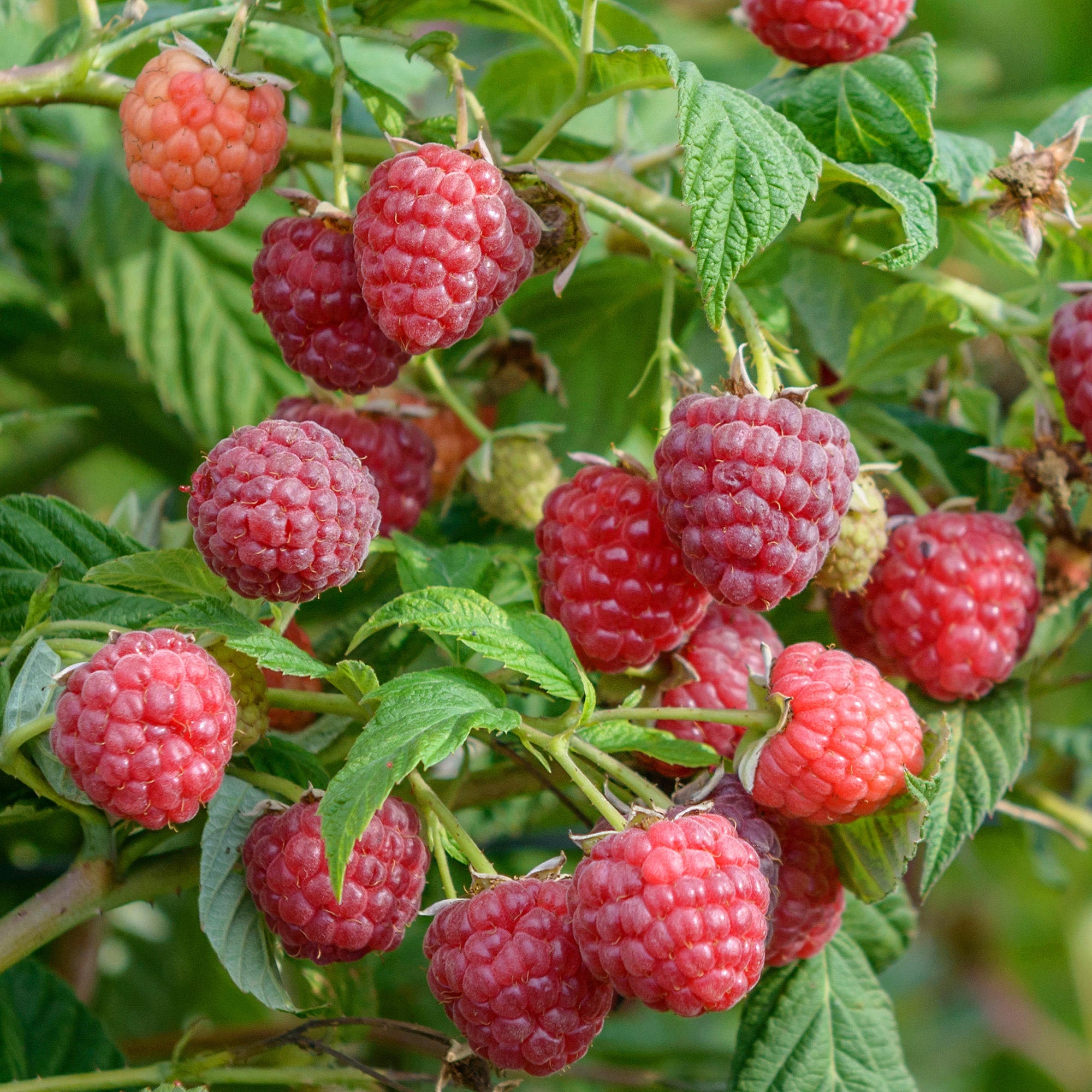 Raspberry 'Autumn Belle' | Raspberry – Gardeners Dream