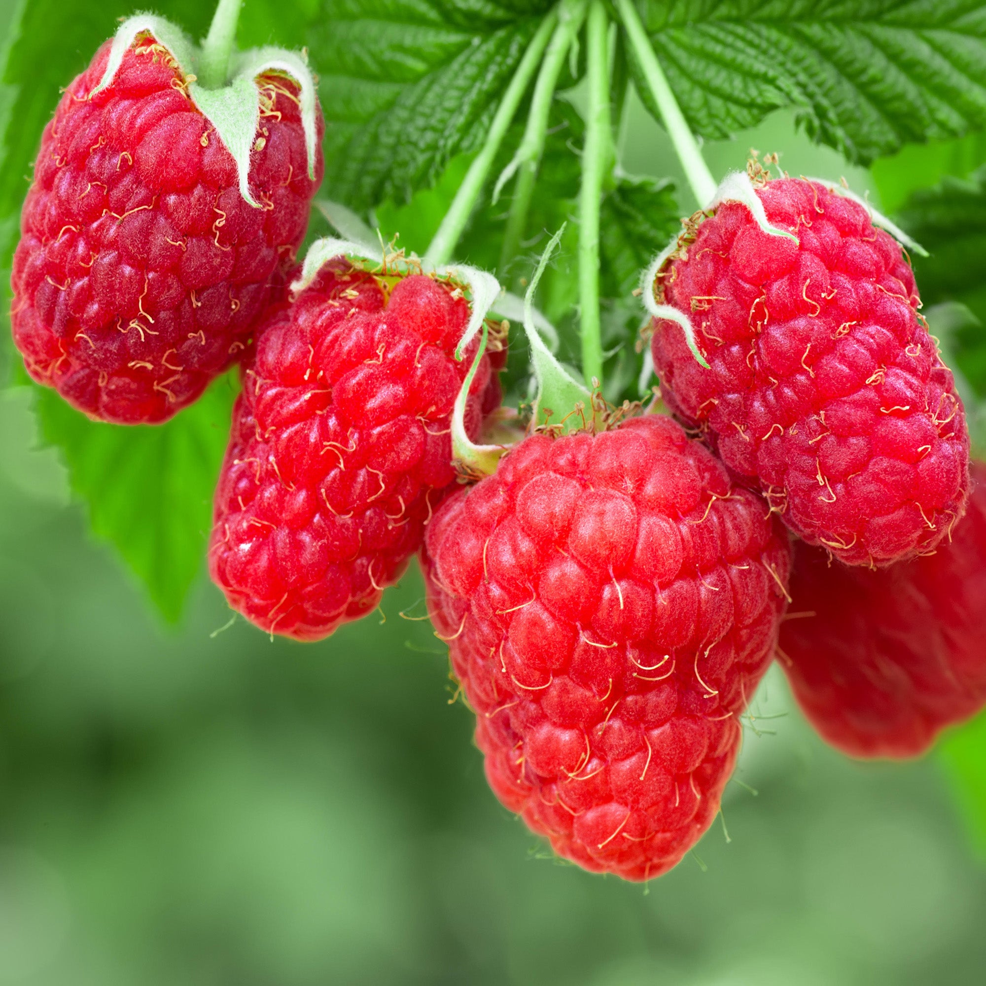 Raspberry 'Autumn Happy' | Raspberry – Gardeners Dream