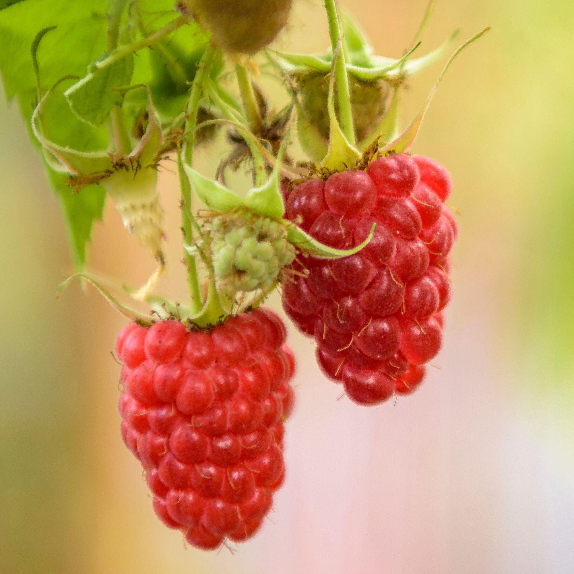 Raspberry 'Autumn Passion' | Raspberry – Gardeners Dream