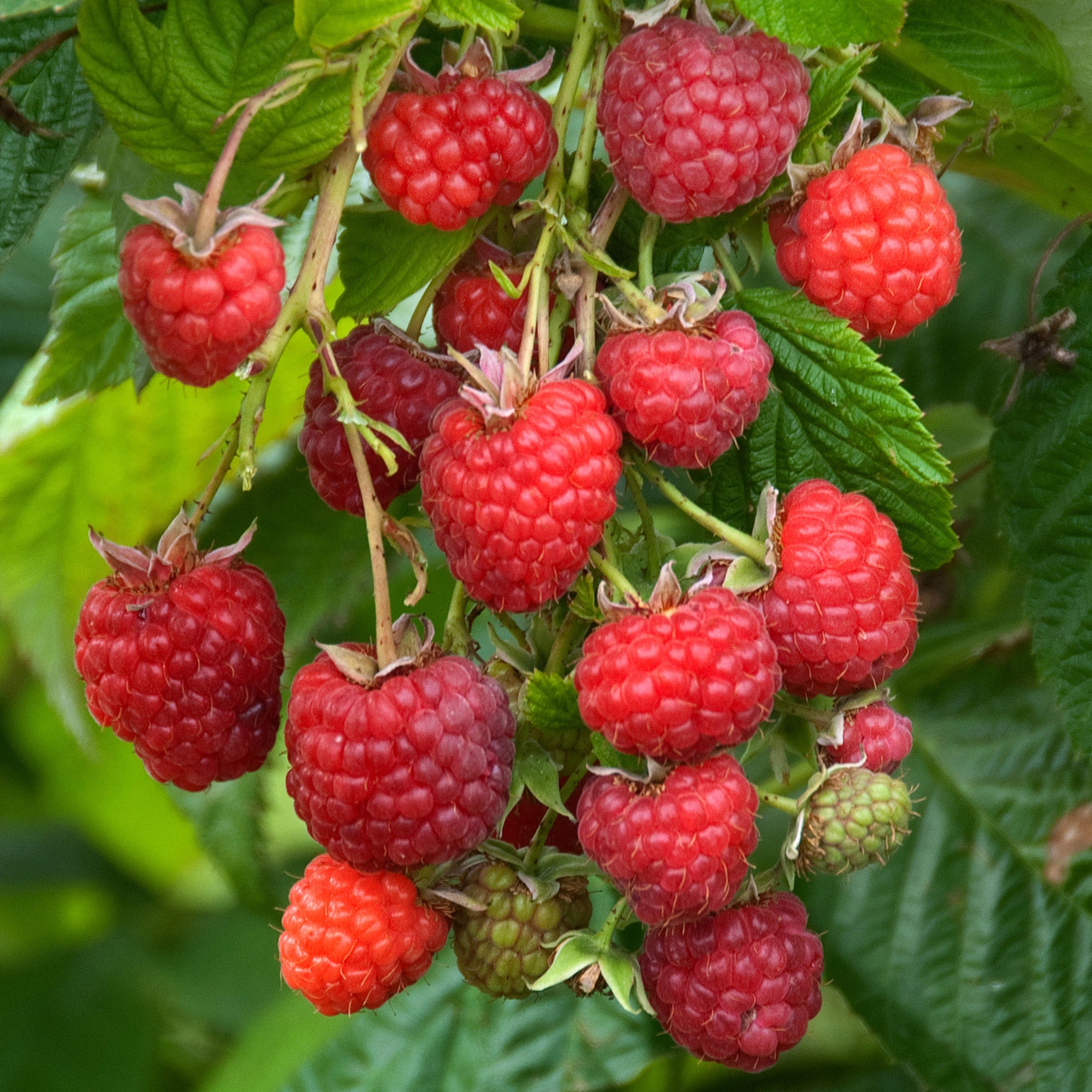 Raspberry 'Cascade Delight' | Raspberry – Gardeners Dream