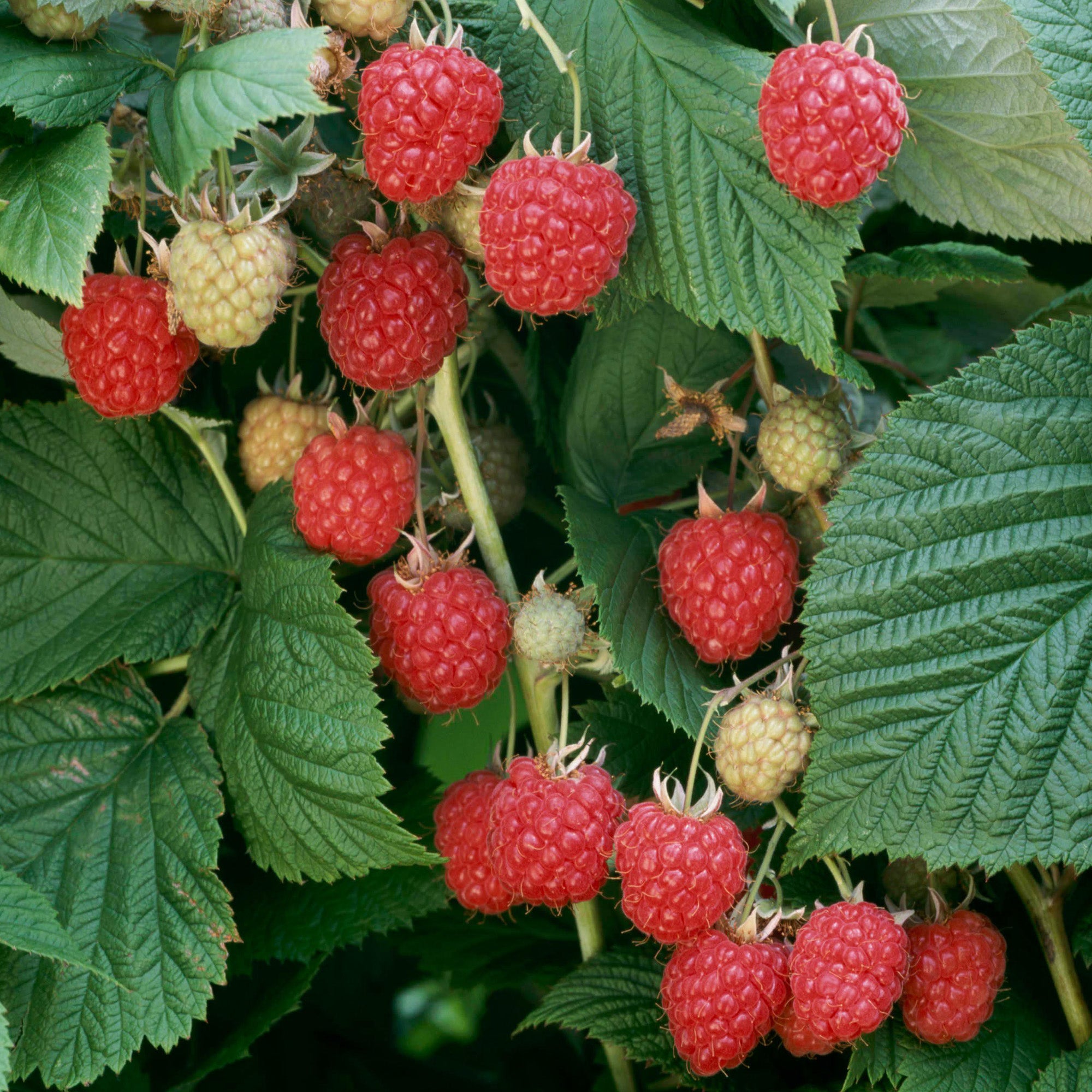 Raspberry 'Glen Ample' | Raspberry – Gardeners Dream