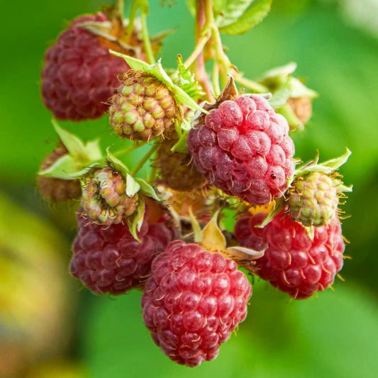 Raspberry 'Glen Mor'