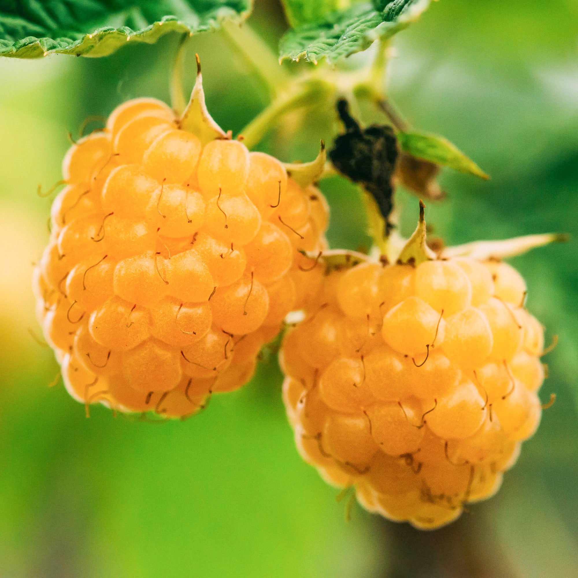 Golden Raspberry Vs Regular Raspberry Raspberry 'Golden Everest' | Raspberry – Gardeners Dream