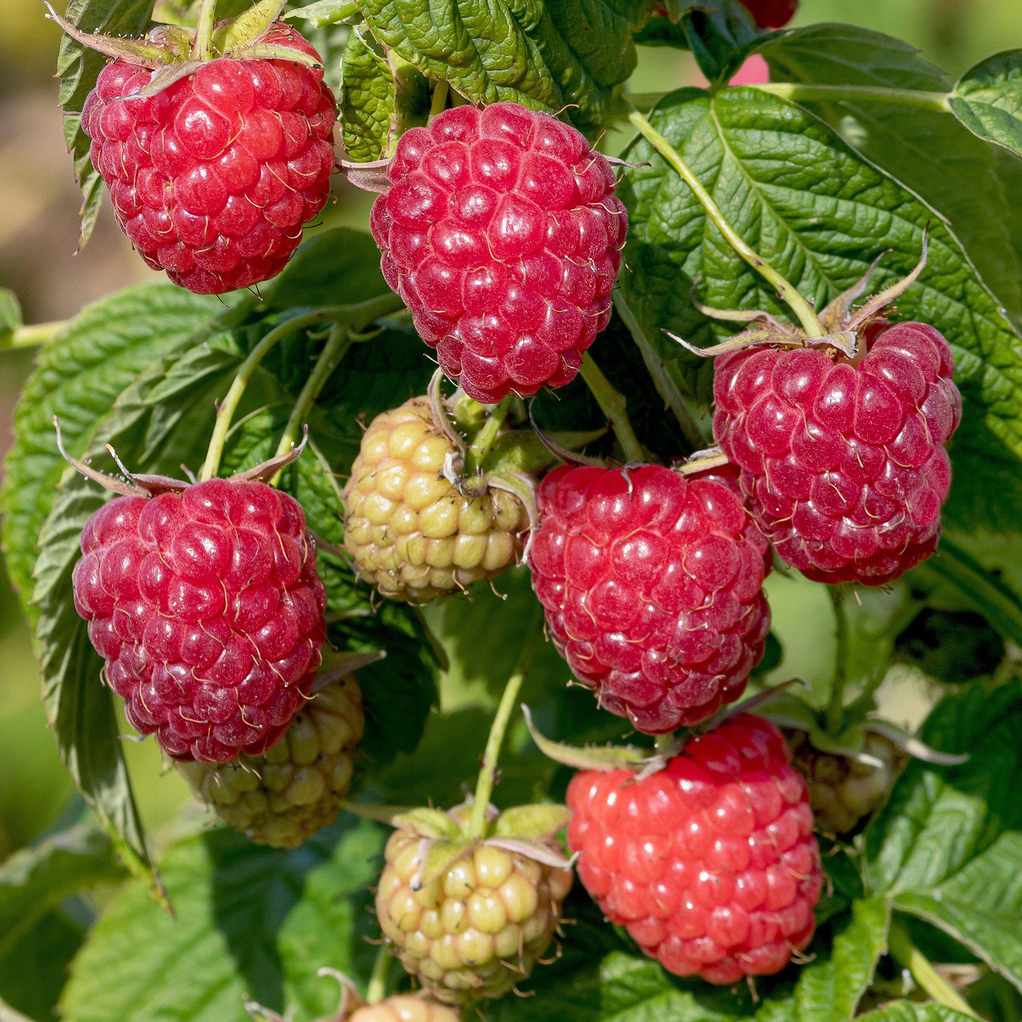 Raspberry 'Malling Admiral' | Raspberry – Gardeners Dream
