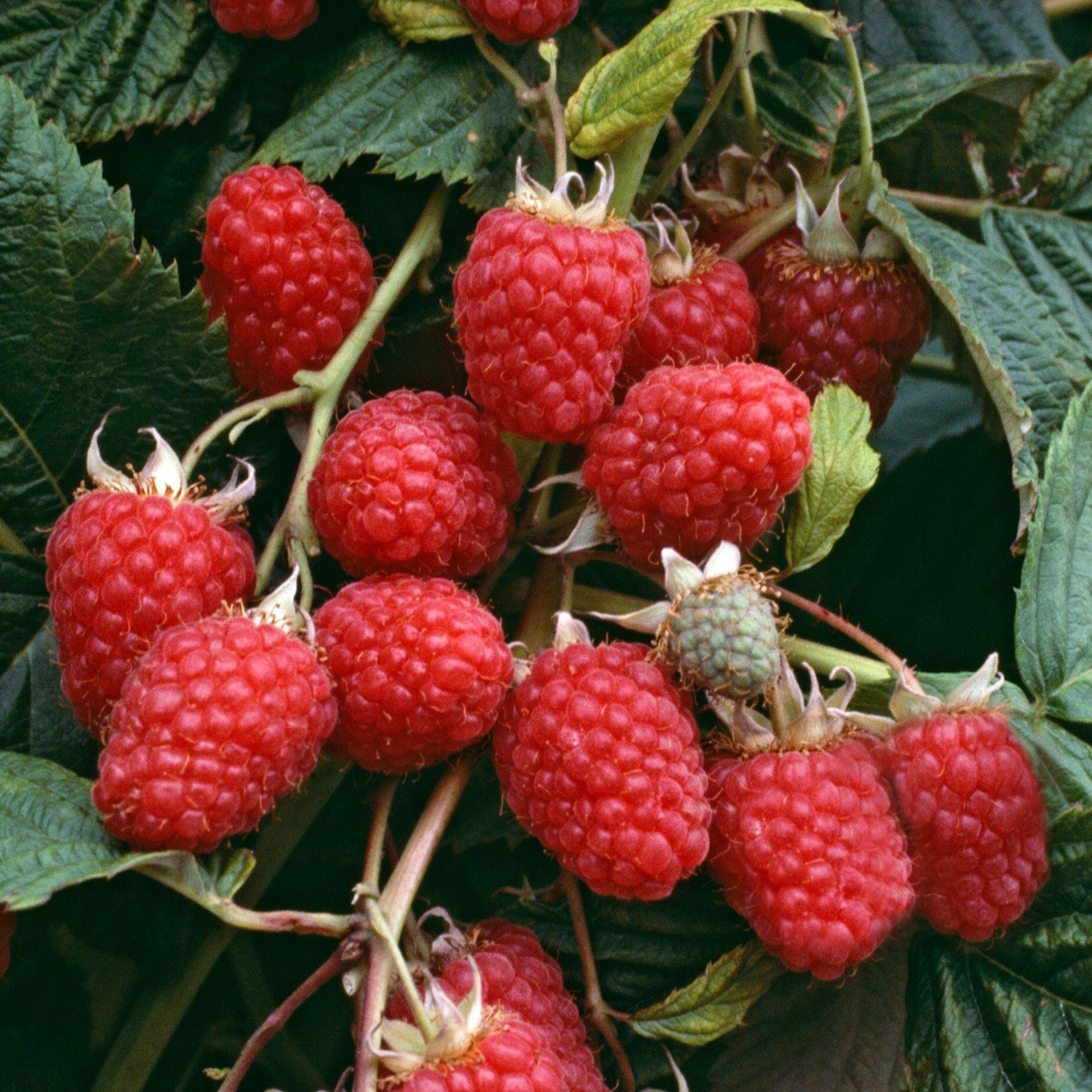 Raspberry 'Malling Jewel' | Raspberry – Gardeners Dream