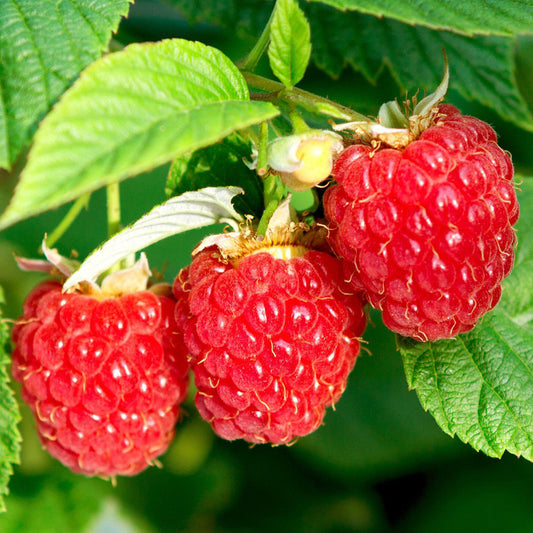 Raspberry 'Summer Chef'