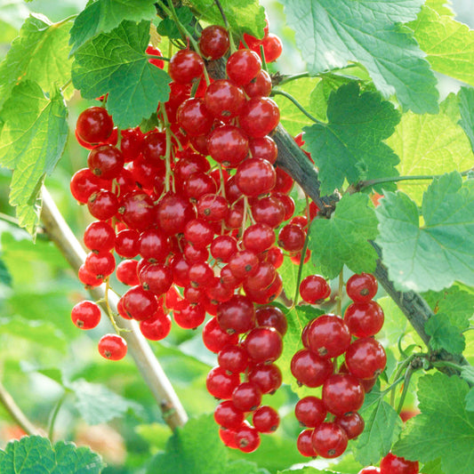 Redcurrant 'Laxton's Number One'
