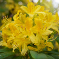 Rhododendron 'Harvest Moon'