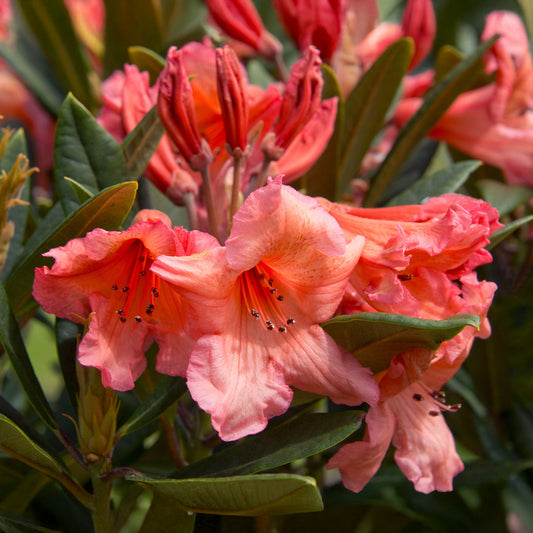 Rhododendron 'Tortoiseshell Orange'