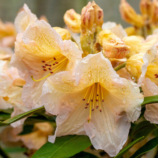 Rhododendron 'Tortoiseshell Yellow'