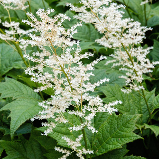 Rodgersia aesculifolia
