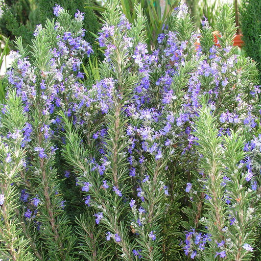 Rosemary 'Tuscan Blue'