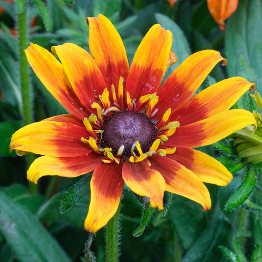 Rudbeckia 'Blazing Fire'