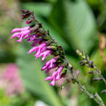 Salvia 'Pink Amistad'