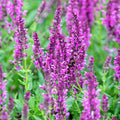 Salvia 'Pink Inspiration'