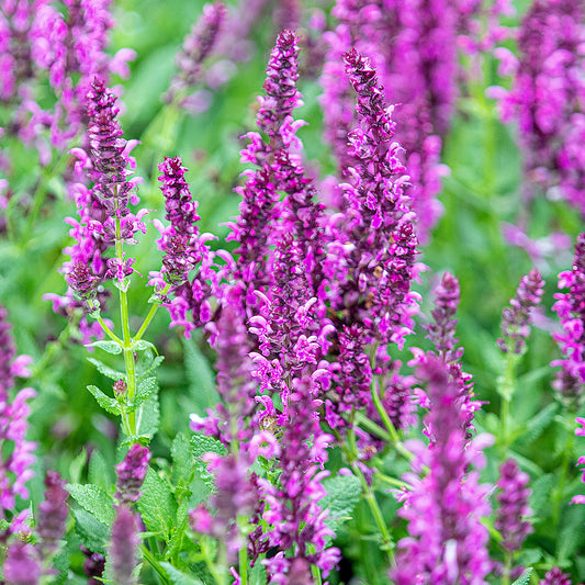 Salvia 'Pink Inspiration'