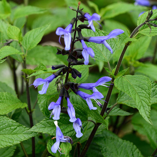 Salvia 'Black and Blue'