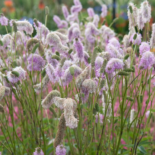 Sanguisorba 'Pink Brushes'