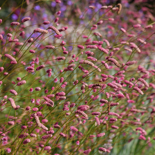 Sanguisorba 'Pink Tanna'