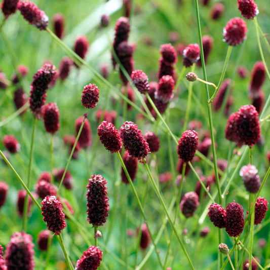 Sanguisorba 'Red Thunder'