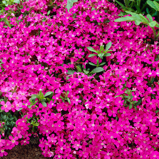 Saponaria 'Bressingham'