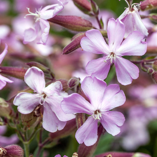 Saponaria 'Max Frei'