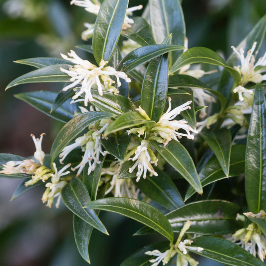 Sarcococca 'Dragon Gate'